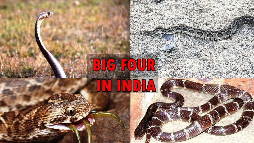 Top 5 Venomous Snakes in India & What To Do If Bitten
