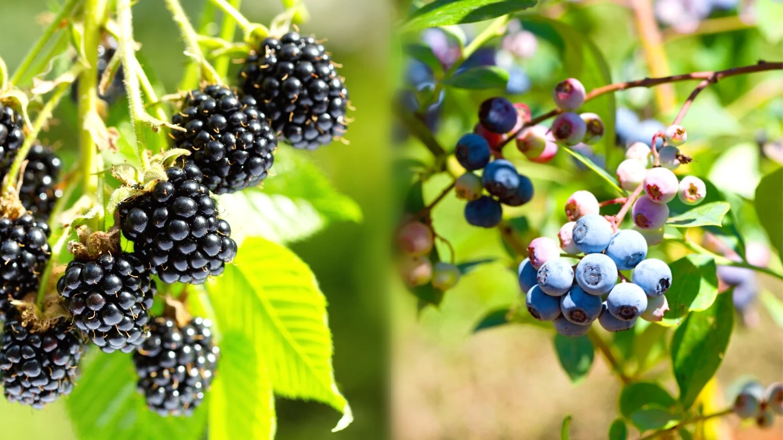 Blackberries: The Tiny Powerhouse of Nutrition and Health