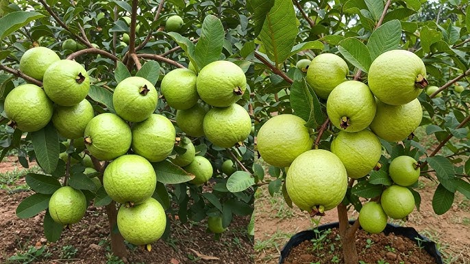 Top Health Benefits of Eating Guava: A Superfruit You Shouldn’t Miss
