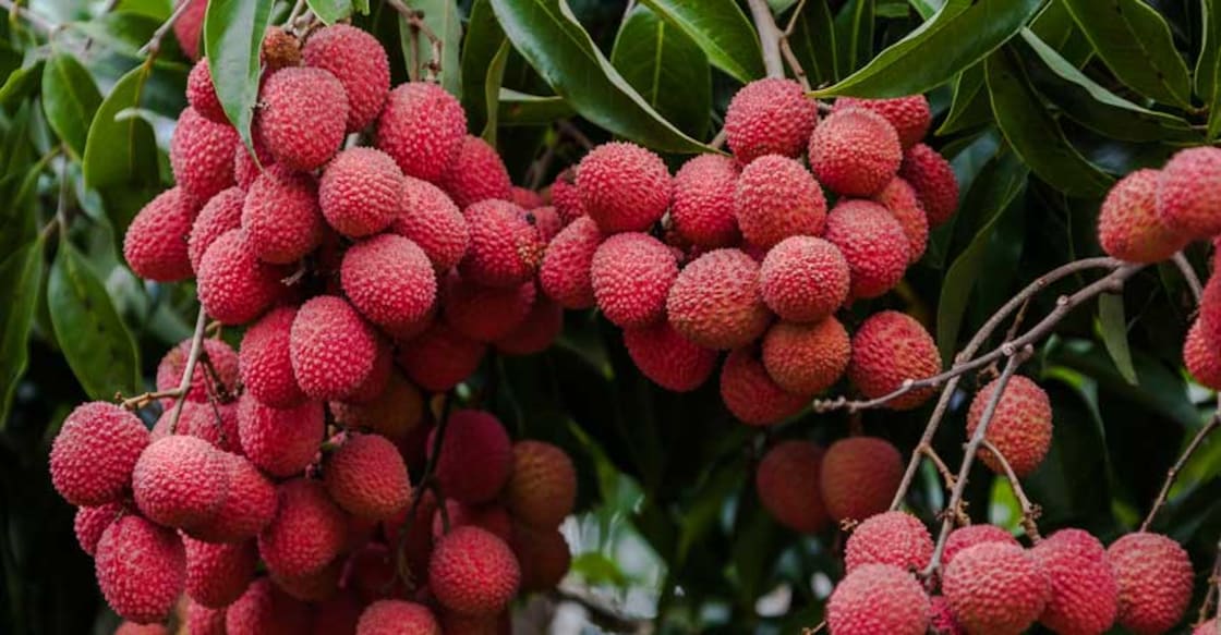 Bihar Litchi: India’s Premium Shahi Litchi Delight